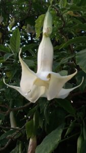 Brugmansia arborea de flor blanca.