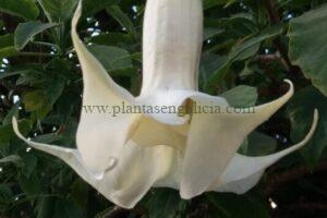 Brugmansia arborea de flor blanca.