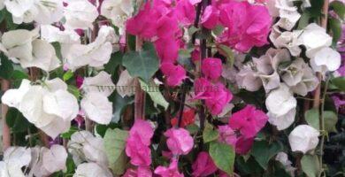 Composición buganvillas (Bougainvilleas) de colores.
