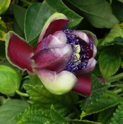 Flor abriéndose de una Passiflora Marijke.