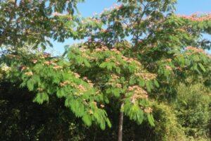 Copas de varias Albizia Julibrissin (Acacias de Constantinopla).