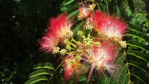 Pequeñas flores de una Albizia Julibrissin (Acacia de Constantinopla)