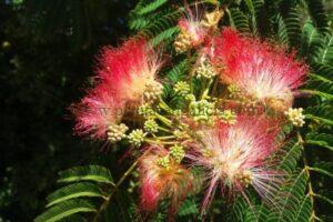 Pequeñas flores de una Albizia Julibrissin (Acacia de Constantinopla)