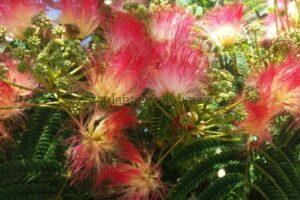 Flor de la Albizia Julibrissin (Acacia de Constantinopla).