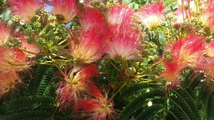 Flor de la Albizia Julibrissin (Acacia de Constantinopla).