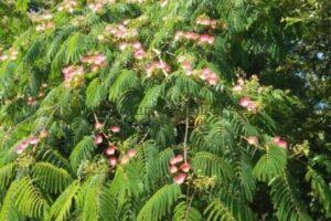 Copas de Albizias Julibrissin mostrando sus flores.