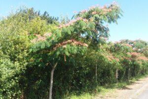 Varios árboles de Albizia Julibrissin en un aparcamiento.