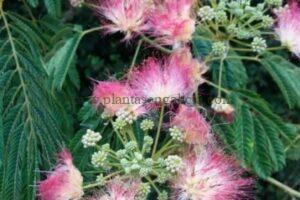 Flores rosadas de una Albizia Julibrissin o Acacia de Constantinopla.