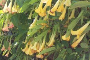 Brugmansia o Trompetas de ángel.