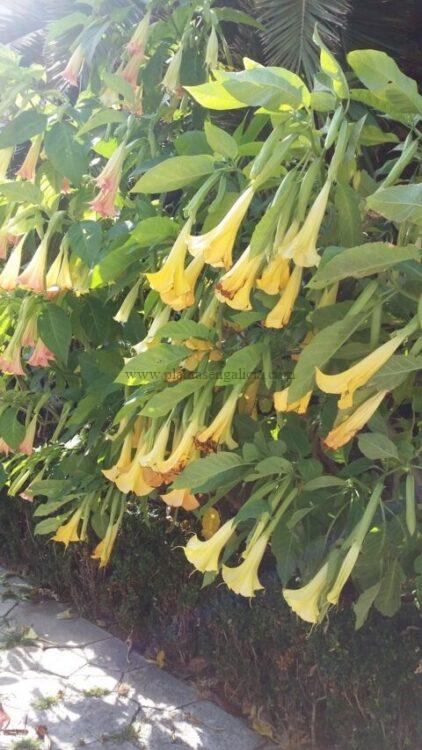 Brugmansia o Árbol de las trompetas.