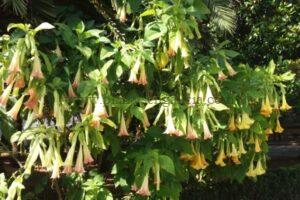 Brugmansias de colores.