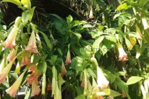 Flores en forma de trompeta de una Brugmansia.