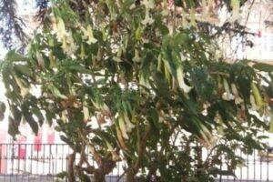 Brugmansia arborea o Árbol de las trompetas.