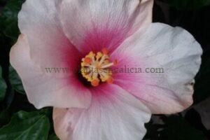 Flor de Hibiscus Rosa-Sinensis de color blanco rosado.