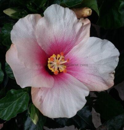 Flor de Hibiscus Rosa-Sinensis de color blanco rosado.