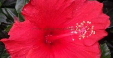 Hibiscus Rosa- Sinensis (Hibisco) de flor roja simple.