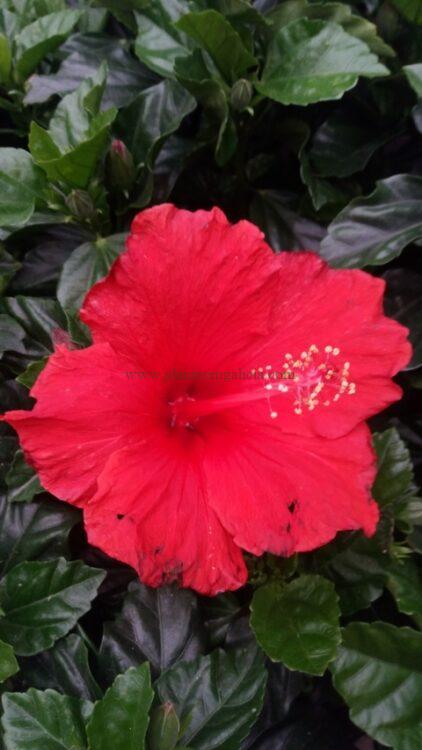Hibiscus Rosa- Sinensis (Hibisco) de flor roja simple.