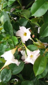Dipladenia (Mandevilla) de flores blancas.