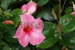 Dipladenia rosada. Flor de la Mandevilla en color rosa pastel.