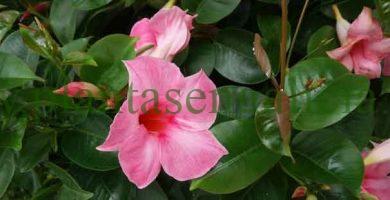 Dipladenia rosada. Flor de la Mandevilla en color rosa pastel.