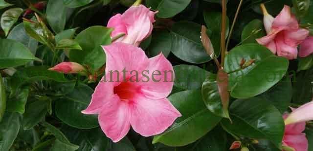 Dipladenia rosada. Flor de la Mandevilla en color rosa pastel.