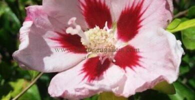 Hibiscus Syriacus de flor rosa simple.