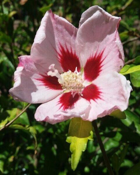 Hibiscus Syriacus de flor rosa simple.