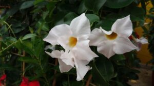 Dipladenia (Mandevilla) de flor blanca y centro amarillo.