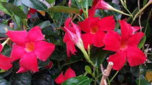 Dipladenia (Mandevilla) de flores rojas.