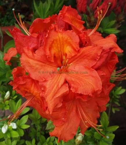 Azalea Gibraltar (Azalea Mollis).