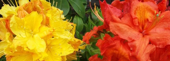 Azalea Mollis de hoja caduca.