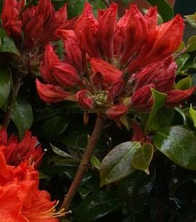Azalea Gibraltar (Azalea Mollis).