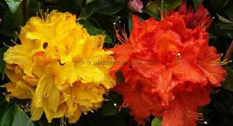 Azalea híbrida Mollis de hoja caduca.