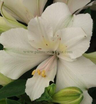 Alstroemeria Hybrida Princess de color blanco.