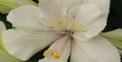 Alstroemeria Hybrida Princess de color blanco.