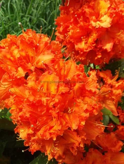 Azalea Gibraltar (Azalea Mollis).