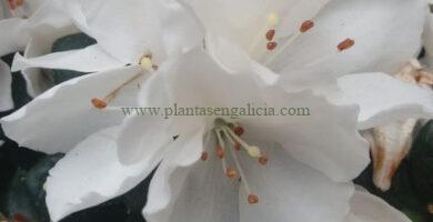 Azalea Índica de color blanco (Rhododendron Indicum).