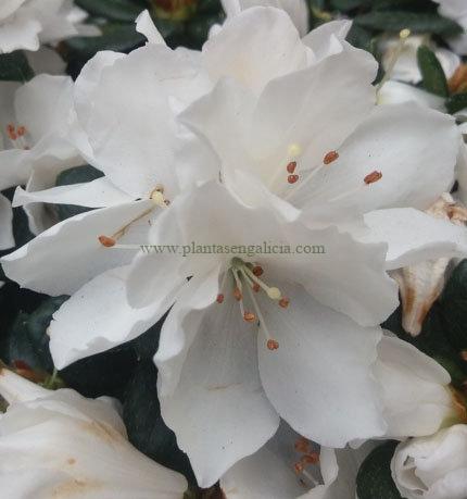 Azalea Índica de color blanco (Rhododendron Indicum).
