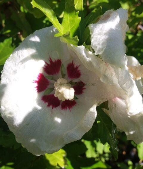 Hibiscus Rosa-Sinensis de flor blanca simple.