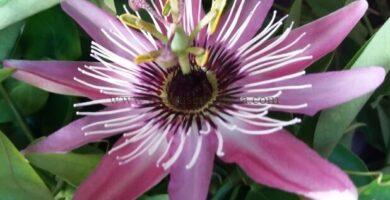 Passiflora Victoria.