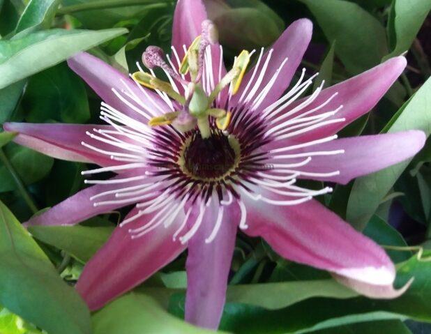 Passiflora Victoria.