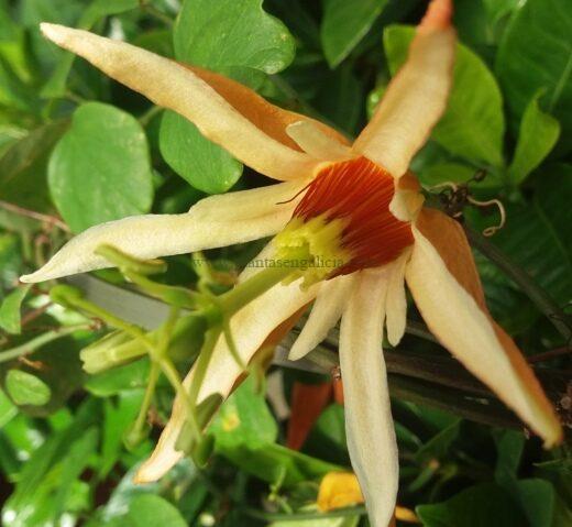 Passiflora Aurantia