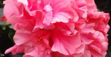 Hibiscus Rosa-Sinensis de flor rosa doble.