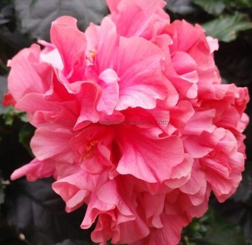 Hibiscus Rosa-Sinensis de flor rosa doble.