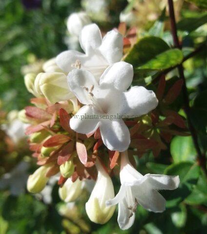 Abelia Grandiflora.