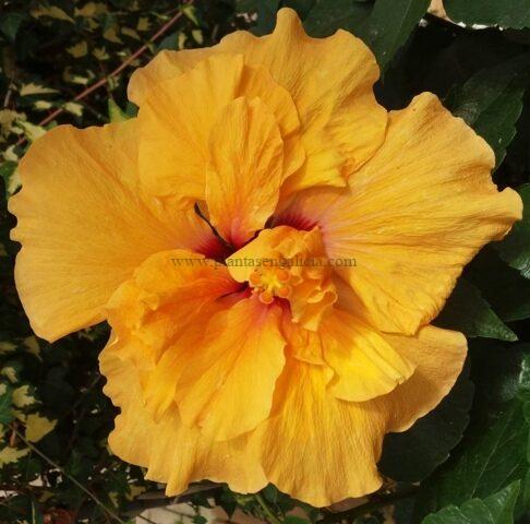 Hibiscus Rosa-Sinensis de flor amarilla doble.