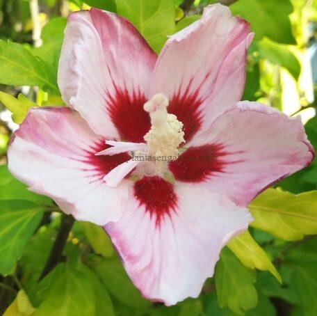 Hibiscus Syriacus de flor rosa simple.