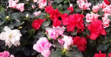 Azalea Índica, Azalea Vogel en grupos de colores.