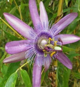 Passiflora Purple Passion.