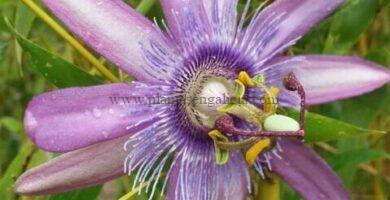 Passiflora Purple Passion.